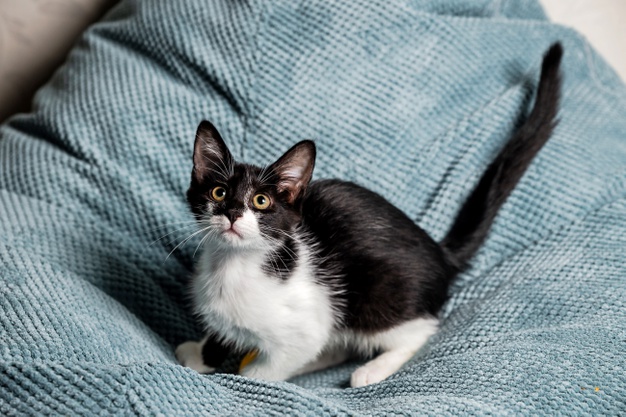 a-cute-black-and-white-kitten-with-yellow-eyes-on-the-sofa_125999-676