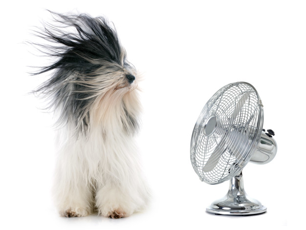 tibetan terrier and fan in front of white background