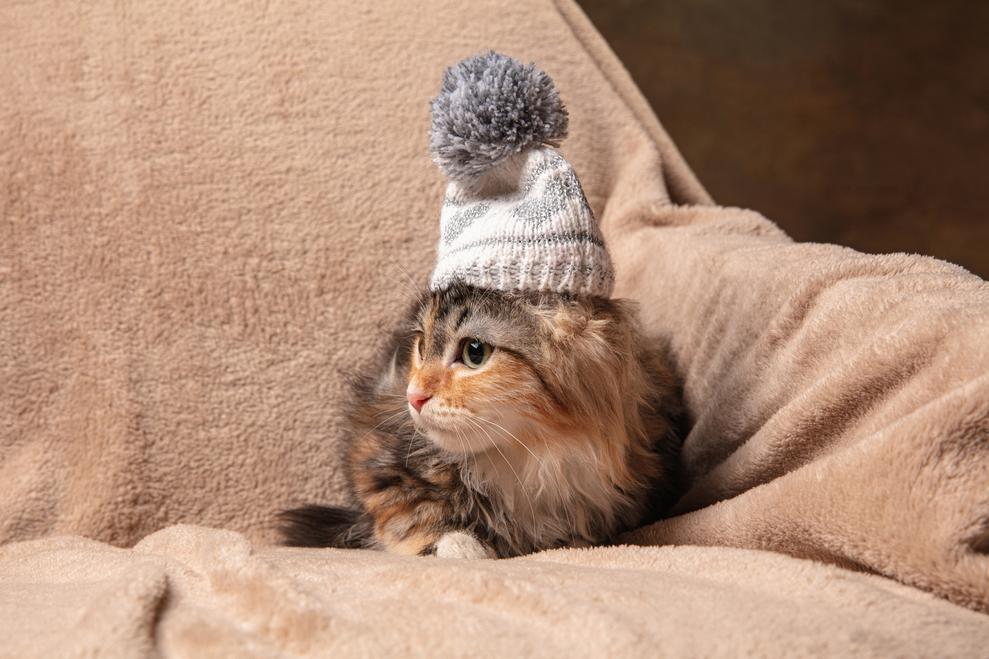 Winter mood. Beautiful kitten of Siberian cat sitting on sofa covered with a brown blanket. Concept of home comfort, mood, pets love, animal grace. Looks happy, delighted, funny. Copyspace.width=